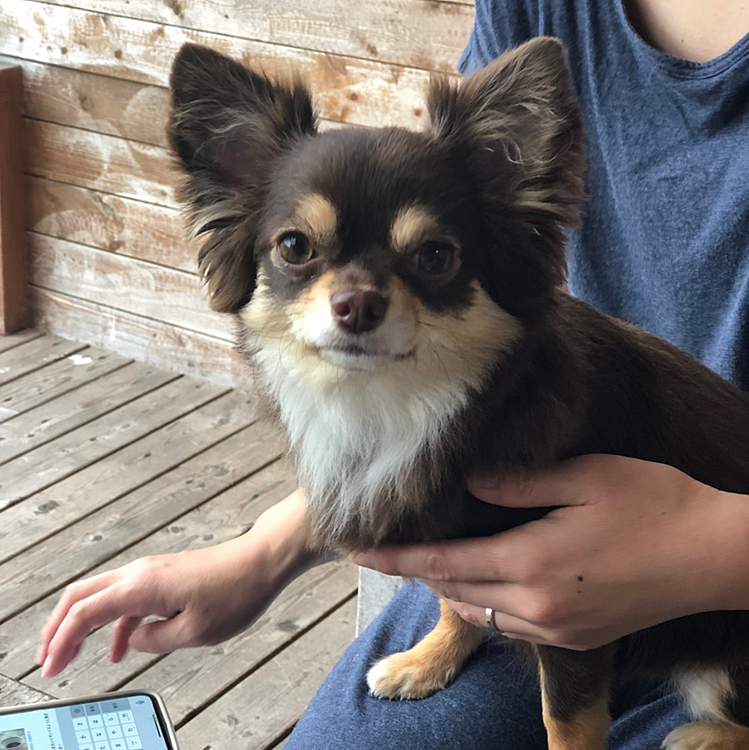 まるちゃん　犬の幼稚園に通うか今考え中です😊　お留守番が長いので　少しでも楽しんでくれたらいいなぁとパパと相談してます