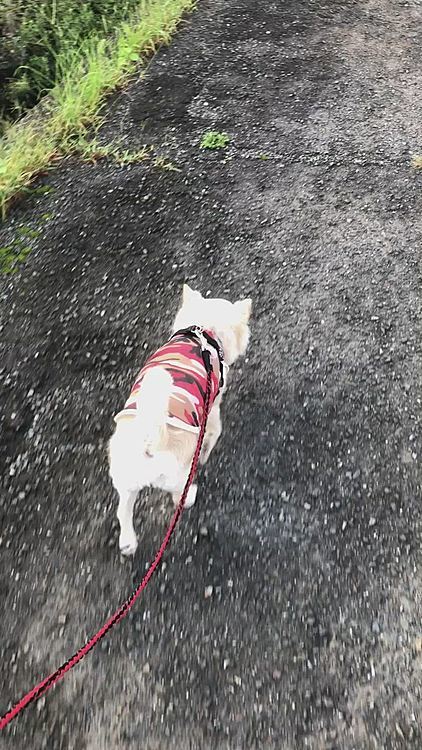 小雪は今朝も元気いっぱいお散歩してきました🎵🐶
小春が同伴するとやっぱり少し歩くペースがゆっくりな気がします😊