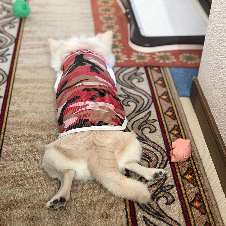 お散歩は暑かったから疲れたね🤣