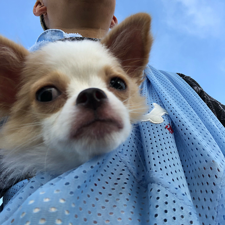 小春はお散歩に同伴してきました🐶
暑いからメッシュのスリング✨
このスリングは足を踏ん張れないから落ち着いたポジションにならないみたい💦
小春には不評です😅