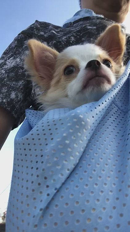 ちょっと不安そうな、情けないお顔です🐶
まだプルプルしてちょっと怖いね😊