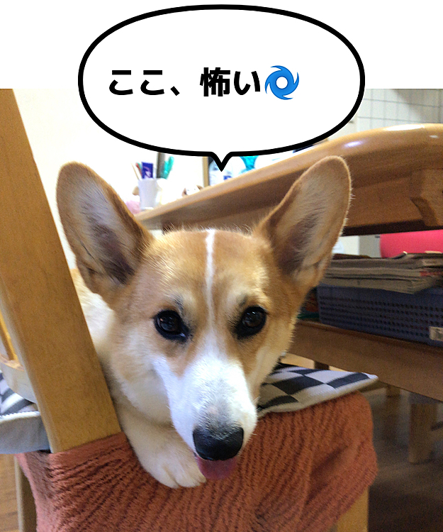お願いです💦
おかーさん、おろちてくだしゃいっ💦
もうちまちぇんからぁ💦
お仕置きだと気づく🌀