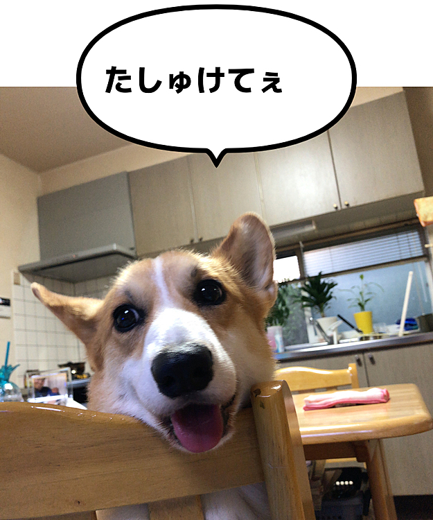 まあるの訴えに問いかける😃
おとーさん来て吠えたらこうなるよ？💦
ワンワンッはダメ❌
ようやく下ろしてもらえたまあるでした💦
約１５分💦反省させられたまあるです。
この後は大人しかったです😃