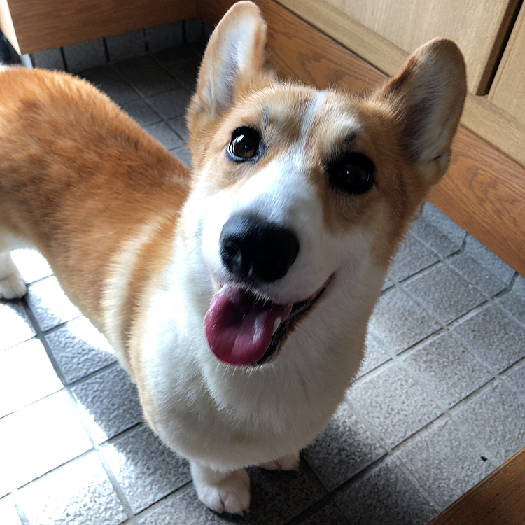 今朝は元気にお散歩行ってきました❤️
今日は吠えないでね😃