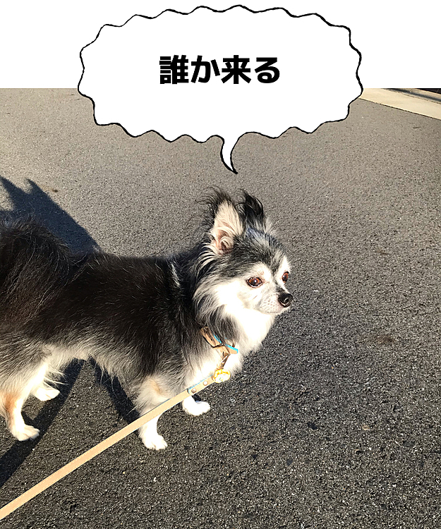 見張りに余念の無いマロ😅
家族を守らなきゃね😂