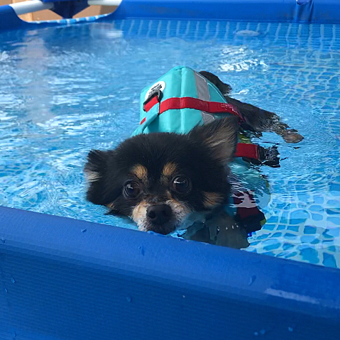 犬生初プール🏊✨

水が苦手なとらくんはフリーズしてました😂笑

でも暑いからか気持ちよさそう🎐
楽しいはずのプールなのに
どこか目が切なげ、、、🐯笑

