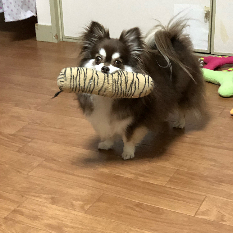 スゥちゃん、1番お気に入りのおもちゃです^ - ^

このおもちゃを咥えて、テーブルの周りを何周もしたり、楽しそうに遊んでます^ - ^
