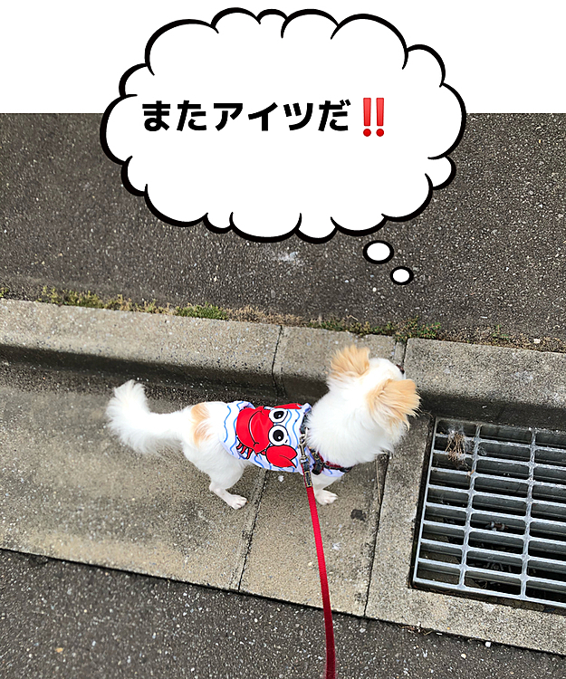 お散歩中、よく会うコギちゃんがいます🐶
けど、ポコちゃん🐶みんな敵とみなして激吠えするので、遠目から様子伺ってます😅
このあと結局ワン‼️して飼い主さんにごめんなさいしました😅