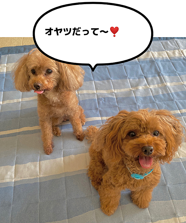 8/1(土)
今日はフィラリア予防のお薬day💊
喜んで近寄ってくるね💕
