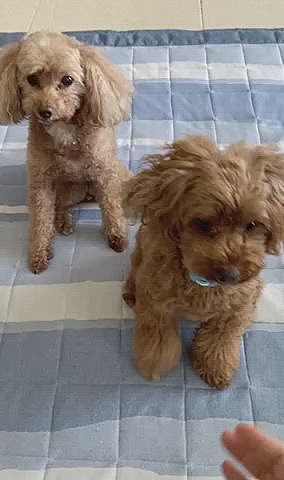 お手！オカワリ！ふせ！
上手に出来たね💕
また、見ない見ない🙈とそっぽ向いてるココア🤣
モカちゃんは、食べやすいように潰してあげます。今日はケージの中で食べたよ🐶