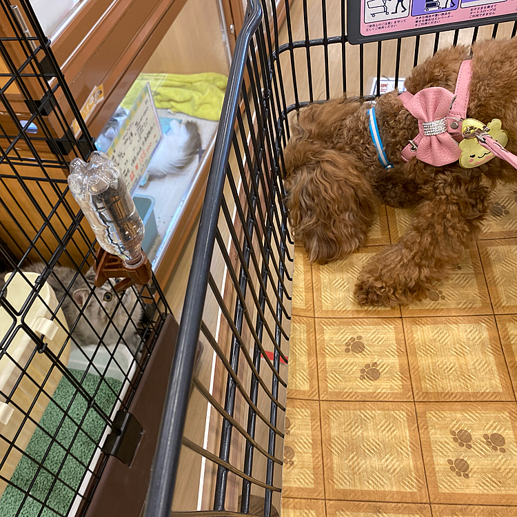 ホームセンターへ行ってきました。
ショップの🐶🐱ガラス越しだとあまり興味ないピーチ🐶
でも、ケージにいたネコちゃん見てました🐱