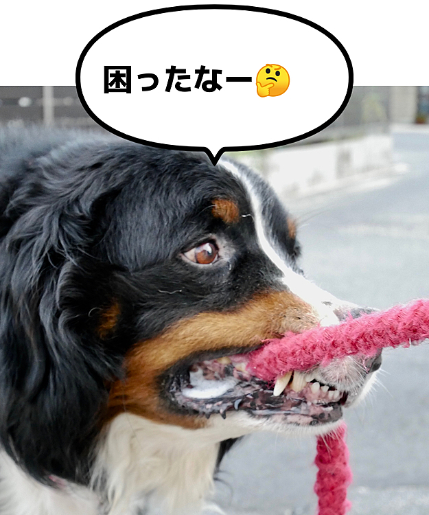 【アドバイスをいただきたい🙏】
お久しぶりの投稿です😊最近も愛犬バーニーズちゃんは元気いっぱい走り回っています！！

一方私は最近、ふとした不安が...

『私って犬のことをどれくらい理解してるんだろう、ちゃんとした飼い主なんだろうか』

そう思い、ネットを調べると知らないことばかり...

この経験をして自信をなくしているのですが、こんな経験を、したことはみなさんありますでしょうか？

また、みなさんが犬について知るために使っているサイトや本などがあったら教えて欲しいです！
