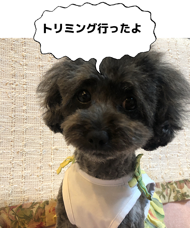 久々の投稿です。やっと梅雨明けしました。パールちゃんは甘ったれさんが増しました。雨ばかりでまだ着ていないお洋服が沢山〜。こらから毎日日替わりだねー