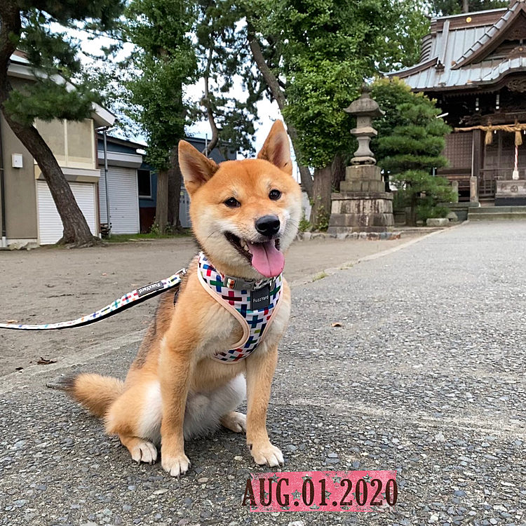 新しいハーネスセットでお散歩に行ってきました🐾
夕方でも蒸し暑い🥵
