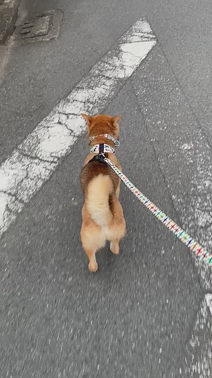 今日は１時間くらいのお散歩。
家に帰ってからは凍らせておいたゼリーをあげました☺️