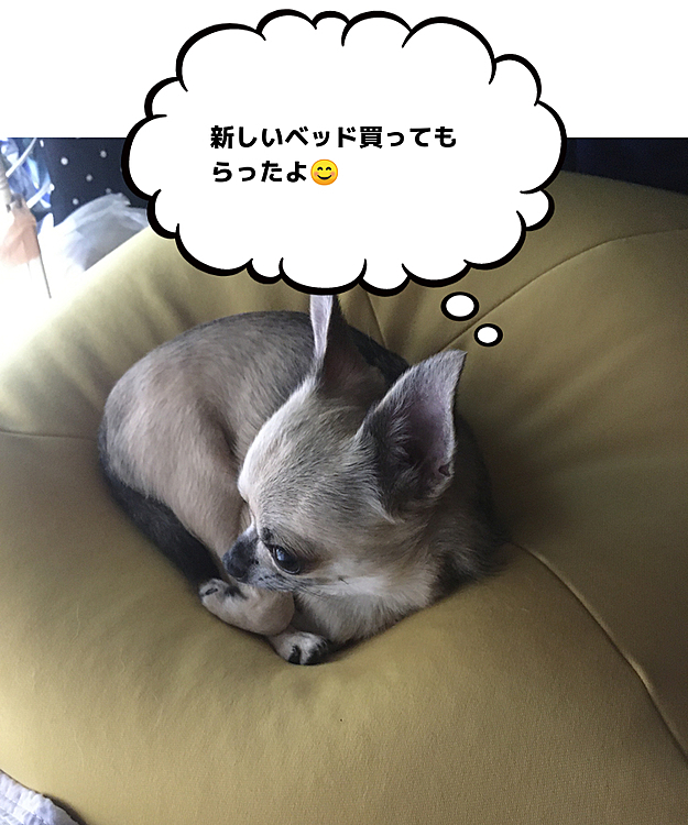 こんばんは🌙
昨日、pocoの新しいベッドが届きました😊　箱から開けた途端飛び乗って、くつろいでましたよ🐶💕