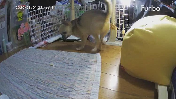 furboのオヤツコールで遊びました🐶
飛んでくるボーロを何度も追いかけましたよ😋