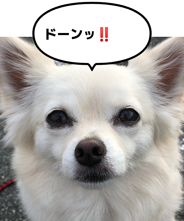 おはようございます☀
朝っぱらから、真顔アップで怖いよ〜😅