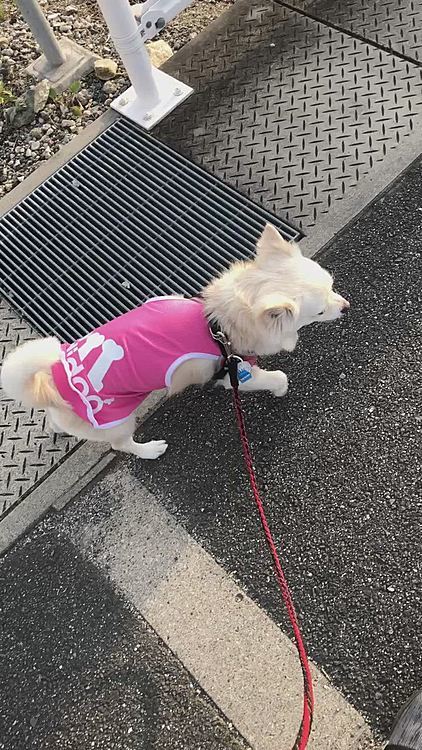 朝ん歩〜🐾👣
小雪、服の裾がペロンしてますよ〜🤣