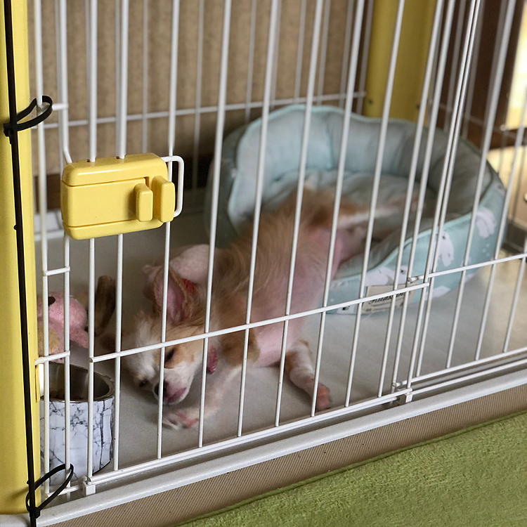 遊んだら眠くなってきたね💤
めちゃめちゃ寝相悪すぎやろ〜🤣