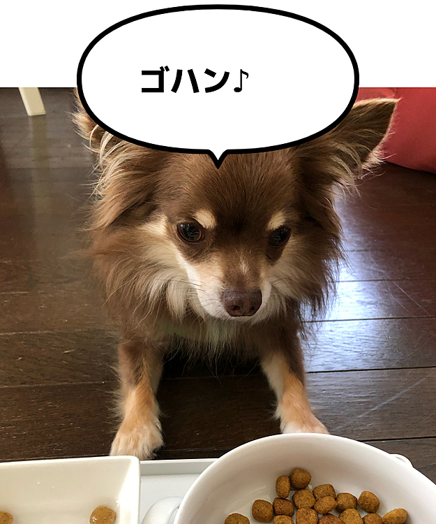 お水にフードを数粒入れたら（通称:お茶漬け)、お水も飲んでくれます👍水分補給もしっかりね😉