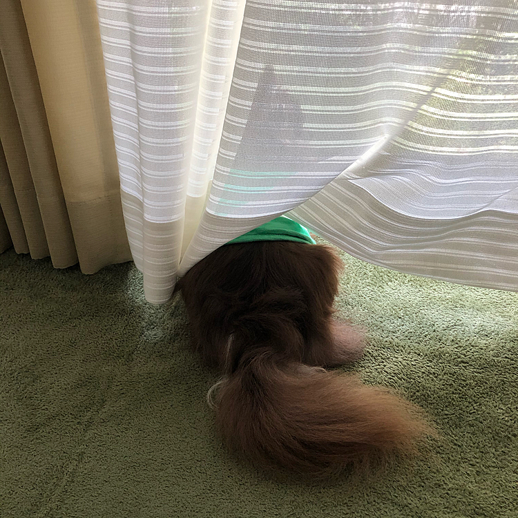 食後は番犬してます🐶
