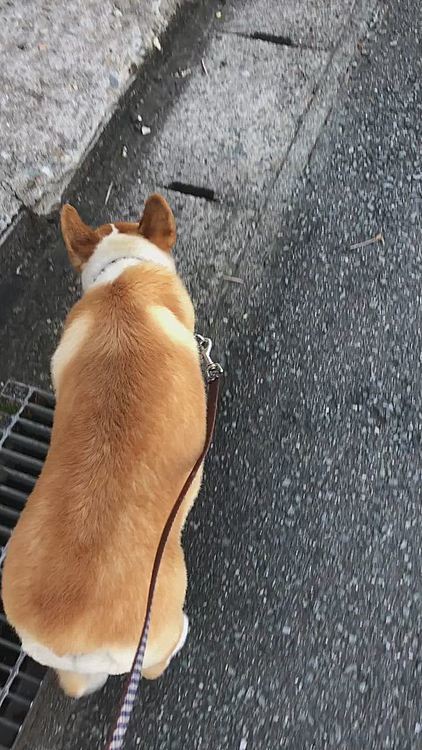 そんな時は、日陰歩きましょう😊
風が来て涼しい。。くもありませんでした💦
キレイな青空を拝みながら日陰歩いてきたよ😍