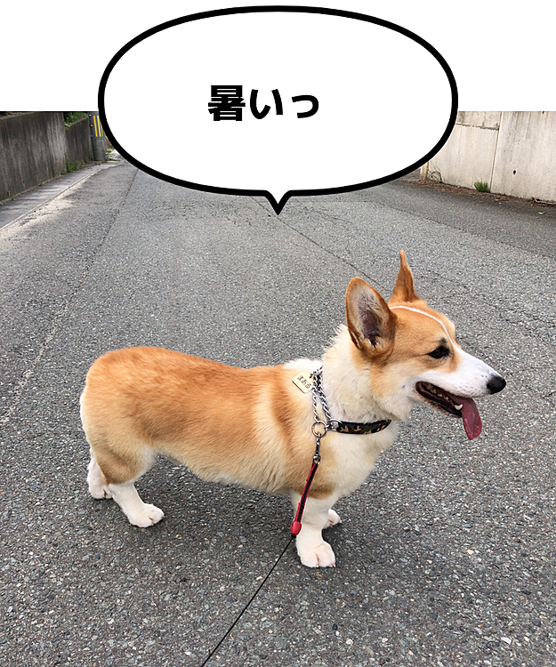 まあるのお家、坂道多いんだもん🌀