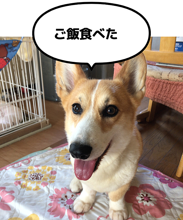お腹いっぱい😃
さてと、エアコンの下でお昼寝しようっと😊