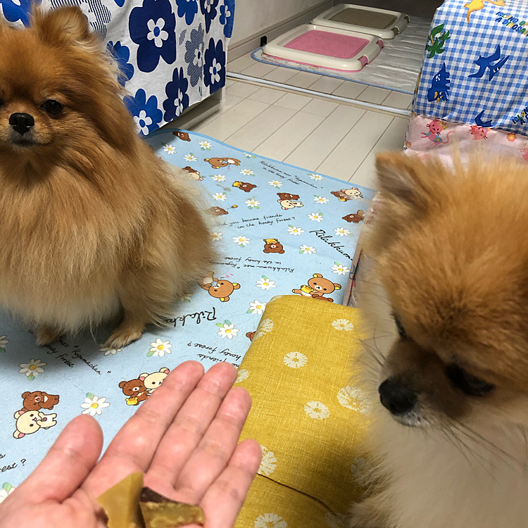 芋の為なら待てます

👩‍🦰おすわりっ！待てっ！

🐶。。。