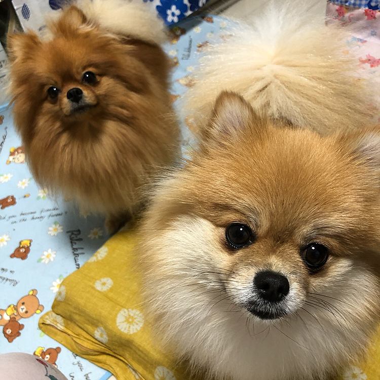 食べた後は、おかわり芋の出待ち

👩‍🦰いや、もうありませんよ✋
