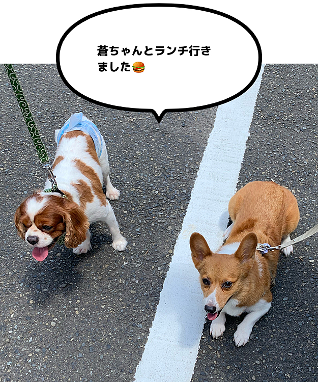 こんにちは😃
関東もやっと梅雨明けして暑い暑い夏がやってきました💦
今日は仲良し蒼ちゃんと用賀倶楽部というワンコOKのレストランにランチに行きました🍔
