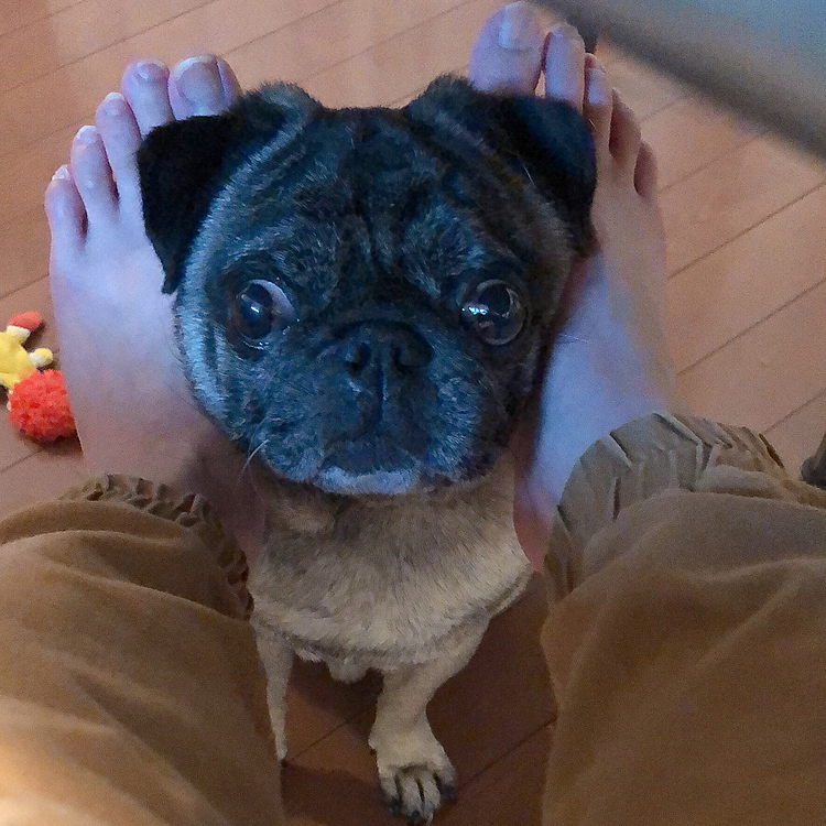 食事中は、絶対足元へ。(* ˃̵͈́∀˂̵͈̀ )ʊʊ
食べるものが落ちれば一目散にはしってきます

