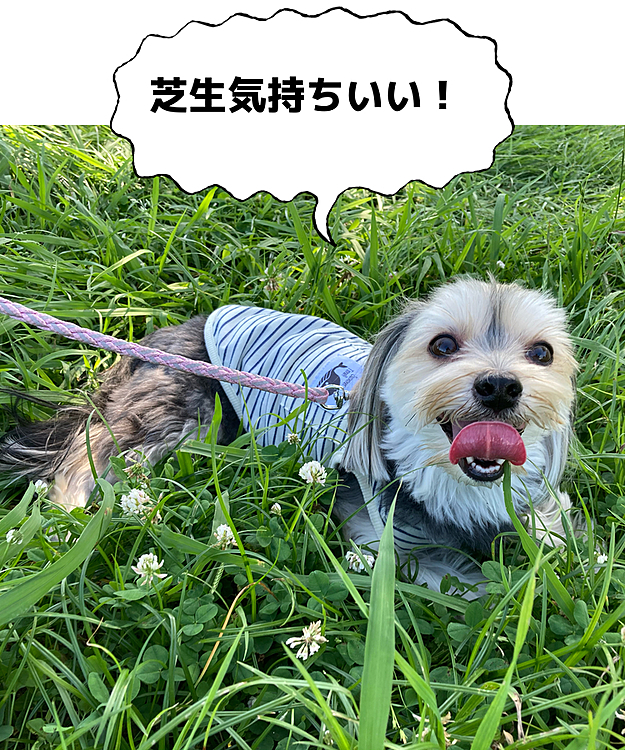 梅雨明けしたデイジー🌼地方。
今日は横浜港シンボルタワーに来ました。