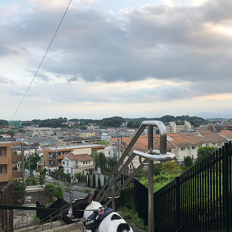 梅雨明けしましたが、夕方は涼しくなってお散歩に出ても問題ありません😄
まだ夏本番ではないようですね😁