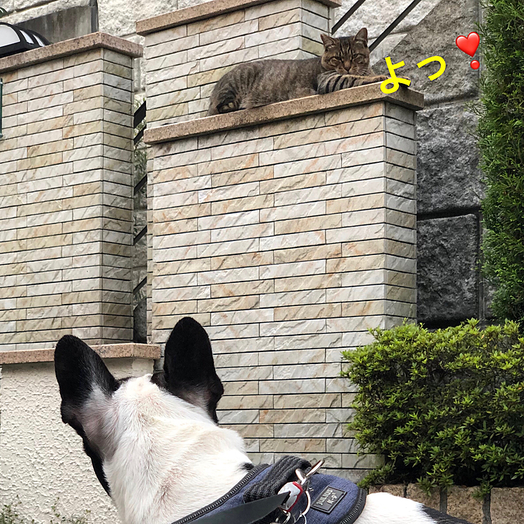 家の近くまで帰って来ると、ボスニャンが出迎えてくれました😆