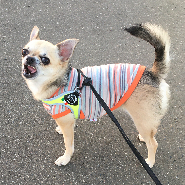 pocoさんご機嫌斜めじゃないけど、この表情　どーしちゃったのかな🐶💦