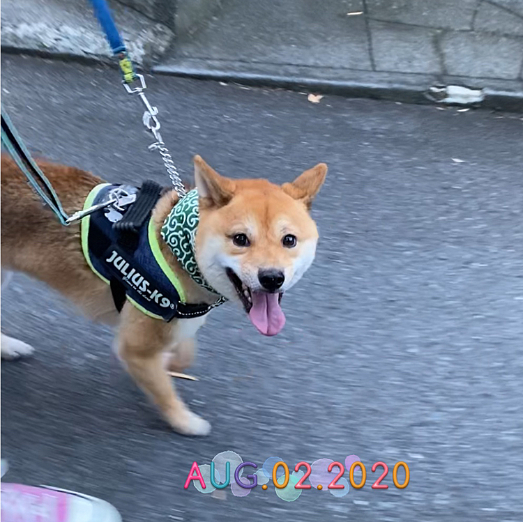 今日の夕散歩🐾
保冷剤が入る唐草の風呂敷を巻いて行きました😊
