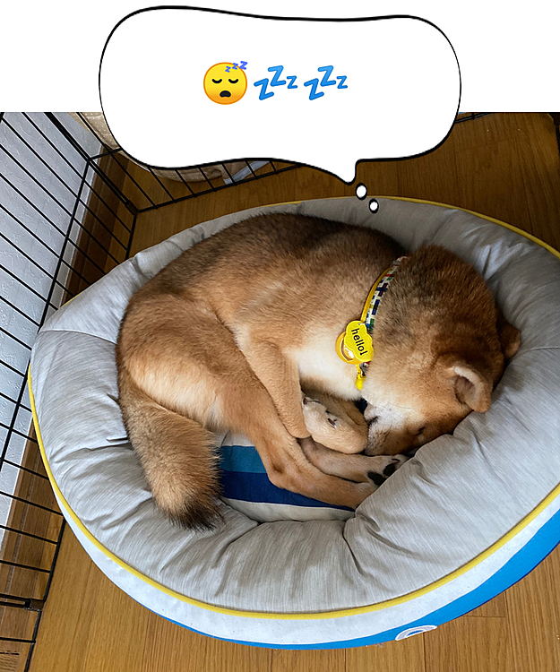 昼間は涼しい部屋ですやすや💤まるまって寝てました😴
