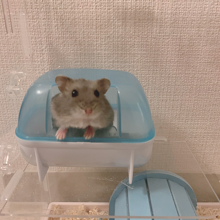 ひょこっ!!