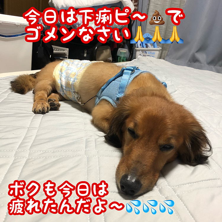 オムツ替えの時に食べさせちゃいけない味付けの物食べさせちゃってたもんね😓😓😓
ゴメンね🙏ココ太郎🐶
でも早くオムツ外せる様になろうね💪
そぉすれば色んな事が良くなるからね🤗🤗🤗
