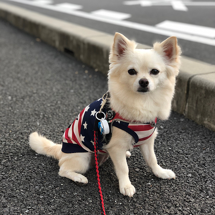 おはようございます☀
小雪は今朝も元気いっぱいお散歩してきました🎵🐶