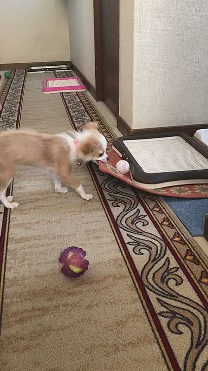 小春は朝からイタズラ三昧🐶
ボール遊びに飽きたらイタズラします💦