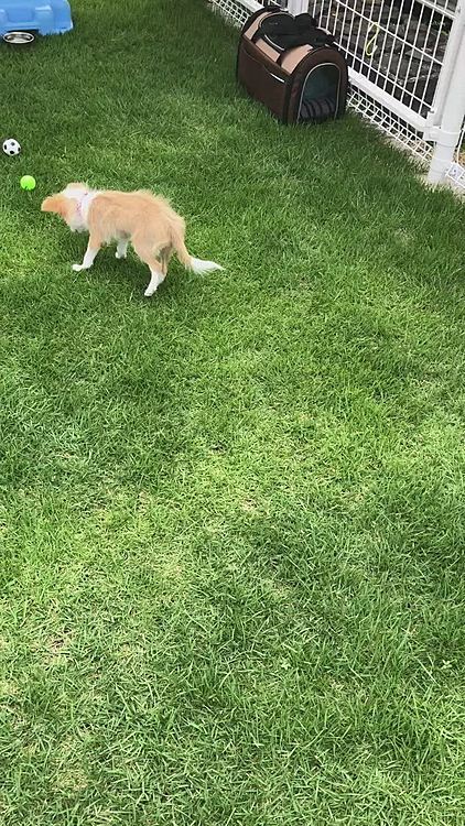 昨日、小春は初めてお外を歩きました✨
芝生はもちろん初体験🐶
なかなかキャリーから出てこなくて、問答無用に出しました😂
スパルタですかね❓🤣
これからだんだん慣れてくれるといいなぁ🎵