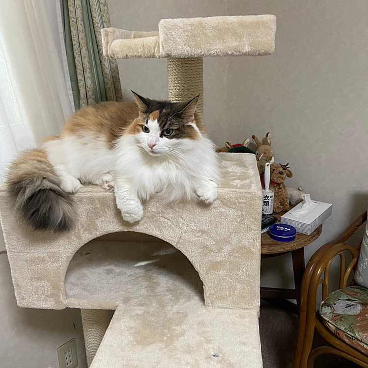 半月かかって届いたもう一つの老猫タワー。