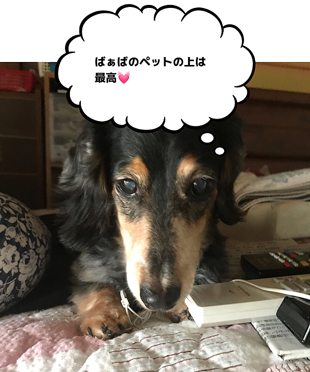 今日はまたまた実家で寛ぎ中❣️
ラブホー達もそれぞれ場所で寛いでいます。