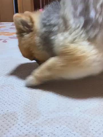 今までの掛り付けとは違う病院へ行ったので
ずっとネクスガードでしたが、ブラベクト錠というお薬を勧められました😊
1錠で3ヶ月効くそうで、毎月飲まなくて良いので楽チンです😆

家に帰って早速あげると、今までにない反応が…
一口食べたところで、いきなりお薬に向かってスリスリ…
一瞬見失ったと思ったら顔に付いてるし💦
取ろうとしたら、ブルブルするので、お薬何処かへピュ〜…
あぁ〜っ❗️お薬が😱
この後、必死に探して食べてもらいました😑