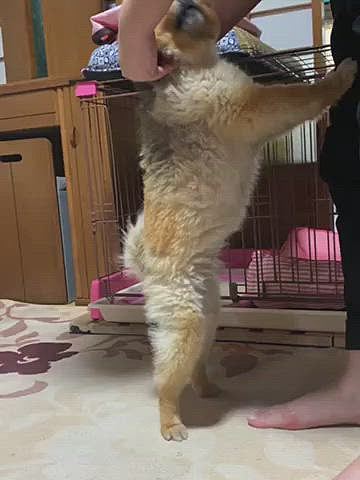 日曜日、お姉ちゃんがお仕事から帰って来て嬉しいルルちゃん、大歓迎して甘えてました😌

病院でお薬でなかったので、ビオフェルミンがいいと聞き、昨日今日とあげたらお腹キュルキュルいわなくなり、今朝から食欲戻ってご飯完食でした☺️

ご心配を頂いた皆さま、ありがとうございました☺️