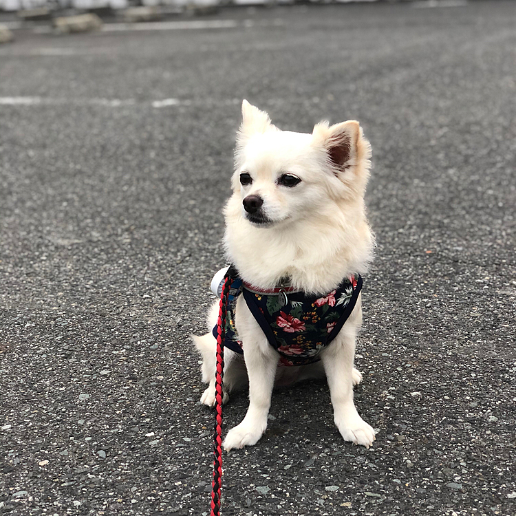おはようございます☁️
曇ってても暑いですね💦

小雪は今朝も元気いっぱいお散歩してきました🎵🐶
