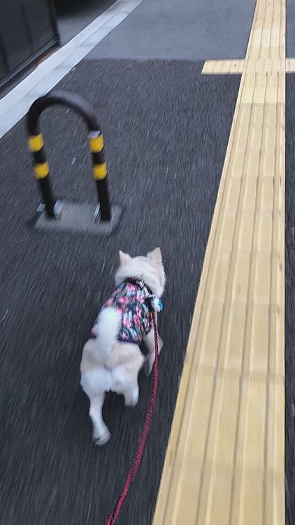 歩いてたらわりと暑いんやけど…
小雪は相変わらずシレッと涼しいお顔です🐶🤣